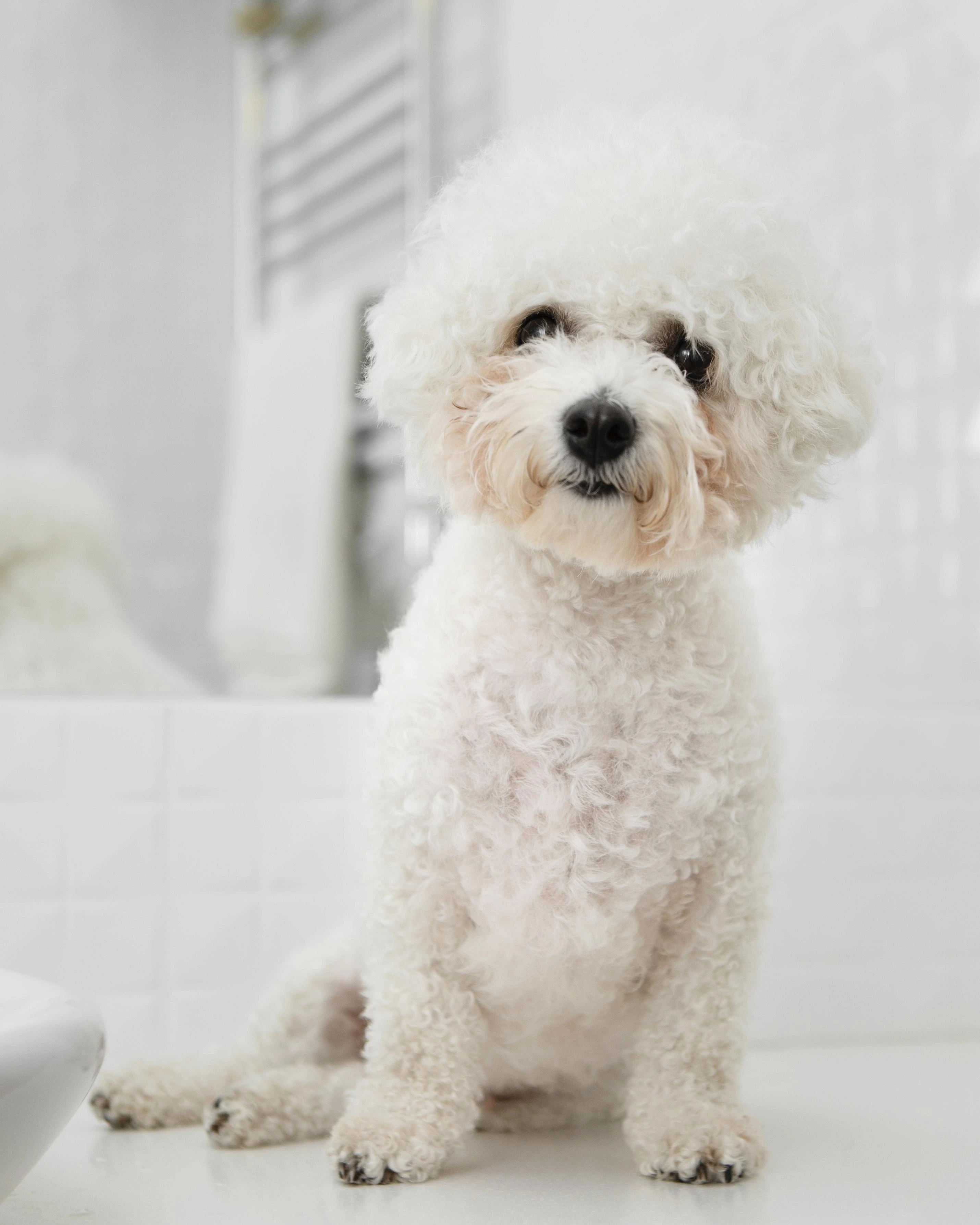 Pet Community - please suggest some good haircut for shih tzu